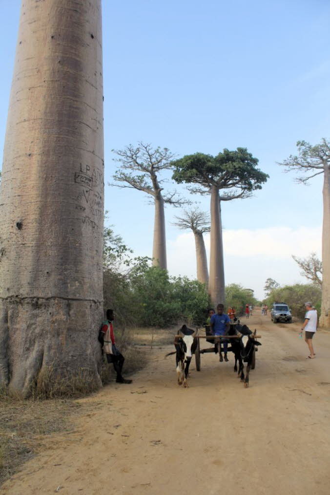 Baobab-Bume, die lokal als Renala (auf Madagassisch Mutter des Waldes) bekannt sind, sind in ganz Madagaskar verbreitet. Von den acht Arten der Erde sind sechs in diesem Land endemisch. Einige der Baobabs im Land sind bis zu 2.800 Jahre alt und haben