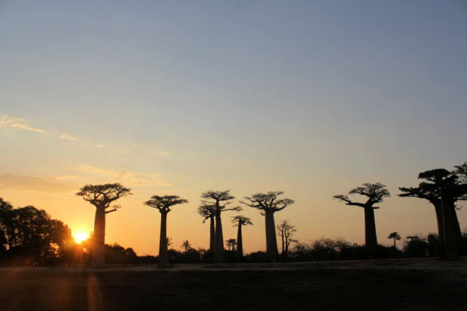 Madagaskar, der zweitgrte Inselstaat der Welt vor der Ostkste Afrikas, ist eine Insel mit vielfltigem kosystem und ein Hotspot der Artenvielfalt. Das Land hat eine einzigartige Tierwelt, wobei 90 % der Pflanzen und Tiere nirgendwo sonst zu finden sin
