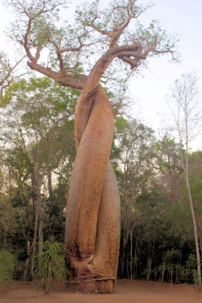Neben der Baobab-Allee gibt es in der Region Manabe noch eine weitere Baobab-Attraktion namens Baobab Amoureux. Diese Attraktion befindet sich 7 Kilometer nordwestlich der Allee und besteht aus zwei ineinander verdrehten Baobab-Bumen der Art Adansonia za