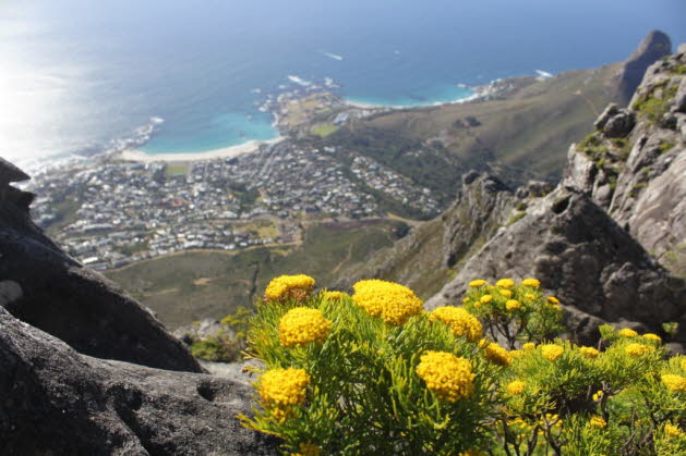 Der Tafelberg, ein flacher Sandsteinberg, ziert mit seiner imposanten Prsenz das Stadtbild von Kapstadt. Es erhebt sich etwa 1.085 Meter ber dem Meeresspiegel und ist ein bemerkenswertes geologisches Meisterwerk, das ber Millionen von Jahren entstanden