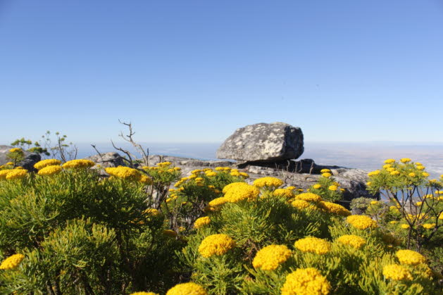 Seine vielfltigen Mikroklimas schaffen ein kosystem, das das Leben des legendren Cape Floral Kingdom untersttzt, das Tausende von Pflanzenarten umfasst, darunter die bezaubernde Knigsprotea, Sdafrikas Nationalblume. Einen Naturschatz bewahren: Im Mi