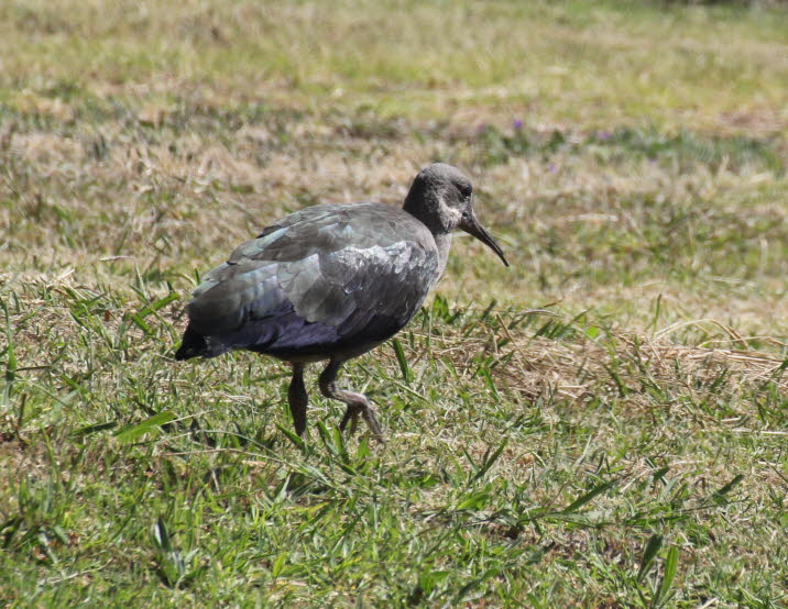 Ibis