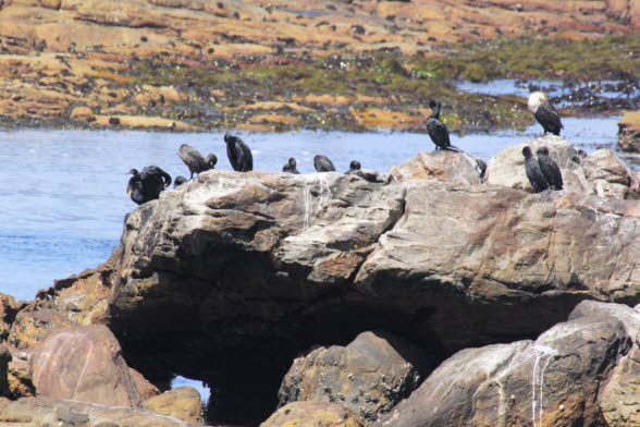 Tiere (Fauna) im Naturschutzgebiet Kap der Guten Hoffnun: Die Fauna am wunderschnen Kap der Guten Hoffnung / Cape Point Nationalpark in Sdafrika ist sehr vielfltig.