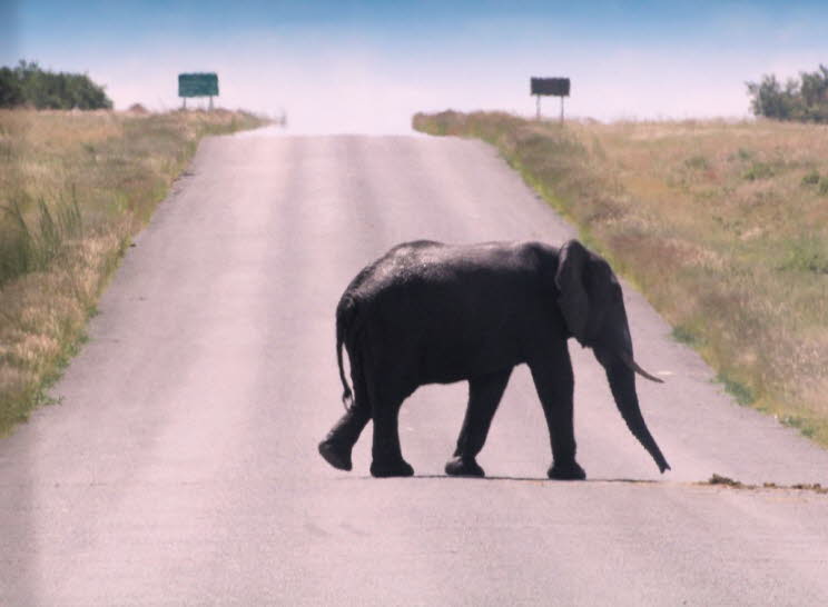 und dann und wann ein Elefant...