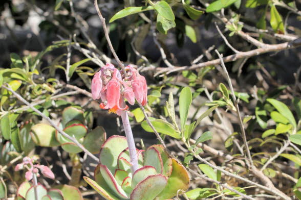 Blten von Cotyledon orbiculata (Schweineohren): Cotyledon orbiculata (Schweineohr) ist eine auffllige, winterharte Sukkulente mit abgerundeten silbernen, rot umrandeten Blttern. Die Pflanze blht im Hochsommer mit aufflligen, nickenden, dunkelrosa Bl