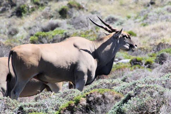 Elenantilope: Die Elenantilope ist die Grte unter den Antilopen. Die imposanten Bullen werden bis zu 1,80 m hoch und 3 m lang.