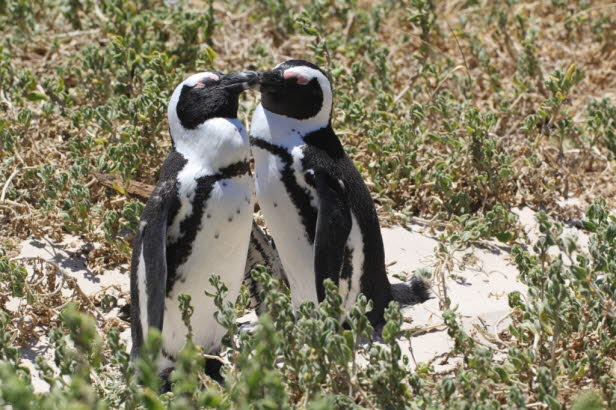 Afrikanische Pinguine kommen nur an den Ksten des sdlichen Afrikas vor, einschlielich Sdafrika und Namibia. Boulders Beach, gelegen in Simon's Town in der Provinz Westkap in Sdafrika, ist ein beliebter Touristenort, da sich dort 1982 eine Kolonie afr