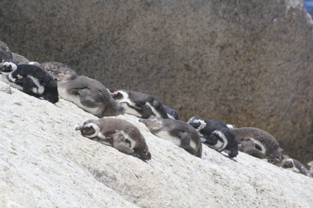 Afrikanische Pinguine waren aufgrund ihres charakteristischen Geschreis frher als Jackass-Pinguine bekannt und sind die einzigen Pinguine, die auf dem Kontinent vorkommen. Obwohl sie in Kolonien brten, die sich vom Sden Namibias bis nach Port Elizabeth