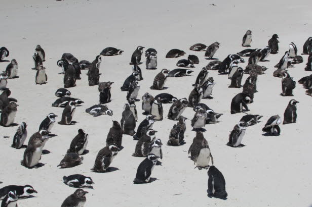 Um unsere Pinguine zu verstehen, muss man ihre Geschichte verstehen. Die Geschichte dieser Pinguinkolonie in Kapstadt begann im Jahr 1983, als ein Paar am Foxy Beach in Boulders gesichtet wurde. Die Vgel kamen von Dyer Island nach False Bay. Damals war F