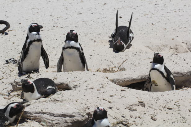 Der Klimawandel hat sich auch auf die Fischbestnde ausgewirkt, und zunehmende Unwetterereignisse haben die Zahl der Pinguinkken verringert. 