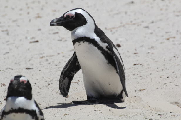 Die gesamte Art ist jedoch sowohl am Boulders Beach als auch anderswo zahlreichen Bedrohungen ausgesetzt, und diese flugunfhigen Wasservgel werden als gefhrdet eingestuft. Boulders Beach ist nach wie vor der einzige Ort auf der Welt, an dem man afrikan