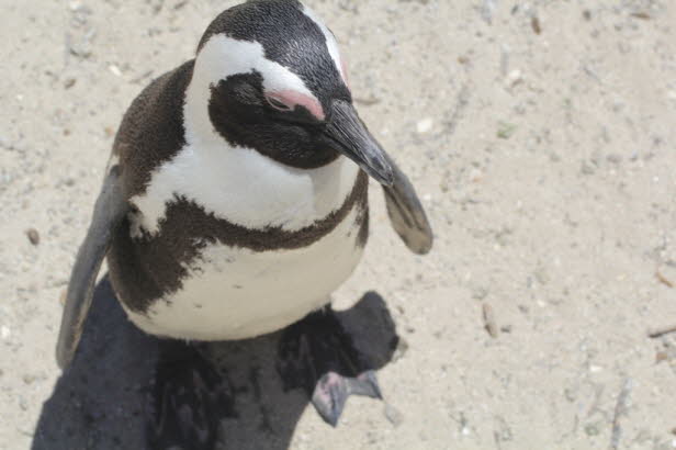 Die Beobachtung von Pinguinen wird durch Promenaden erleichtert, die Besucher ber die Strnde sowie zu einem Informationszentrum fhren, das von SANParks verwaltet wird. Um den Verlust von Kken zu verhindern und eine sichere Brutumgebung zu schaffen, ha