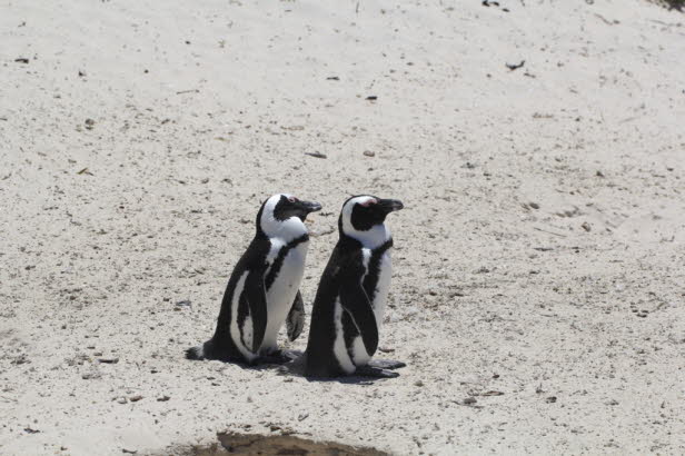 Fischjagd: Afrikanische Pinguine versammeln sich, bevor sie in Gruppen auf Fischjagd gehen. Sie sind an Land geschickt, eignen sich aber hervorragend fr das Leben auf See und knnen beim Angeln mit einer Geschwindigkeit von bis zu 2o km/h schwimmen.