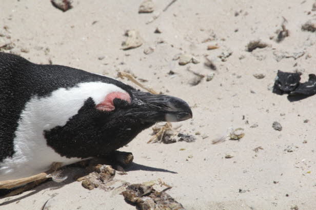 Entsalzung: Salzdrsen neben dem Schdel ermglichen es Pinguinen, die Ansammlung von berschssigem Salz zu vermeiden, das durch die Ftterung von Fischen und das Trinken von Salzwasser entsteht. Salz wird durch die Nasenlcher ausgestoen und konzentrie