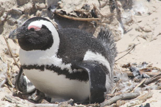 Die Einheimischen sind sehr emprt, als ein Tourist fragt, wie sie die Jackass-Pinguine in Boulders finden knnen. Zwar erinnern ihre schreienden Rufe den zuflligen Beobachter an einen Esel, bis die politische Korrektheit krzlich eine Namensnderung fr