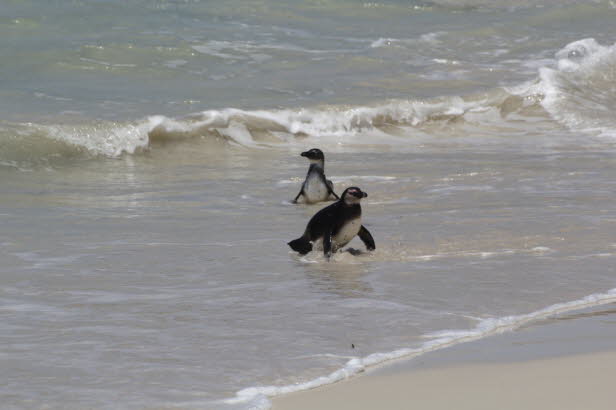 Seit dem 26. Mai 2010 gelten die Afrikanischen Pinguine nun als gefhrdete Art. Die erste vollstndige Zhlung der Art im Jahr 1956 ergab etwa 150.000 Brutpaare. Seitdem ist ihre Zahl zurckgegangen. Im Jahr 2009 waren weltweit nur noch 26.000 Brutpaare b