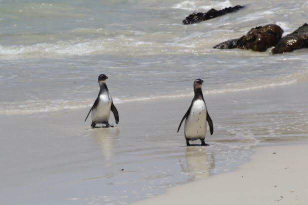 Pinguine sind normalerweise anwesend und knnen das ganze Jahr ber an den Boulders und Foxy Beaches in Simons Town und im Stony Point Nature Reserve in Bettys Bay angetroffen werden. Allerdings verbringen viele erwachsene Vgel ihre Zeit auerhalb der 