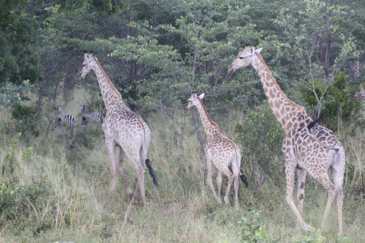 Giraffenfamilie am Straenrand!