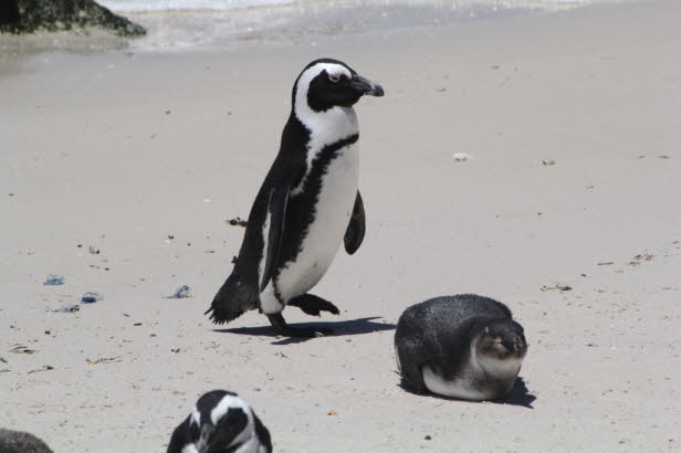 Wenn Du Pinguine siehst, kannst Du keine schlechte Laune mehr haben.