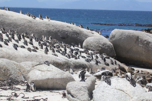 Pinguine knnen sich nicht rckwrts fortbewegen, da sie kopflastig sind und ihre Fe sind zu klein, um ihr Gewicht beim Rckwrtsgehen zu tragen. Ihr Krper ist fr das Fliegen durch die Luft zu schwer und die Flge zu klein! Pinguine fressen Fleisch un