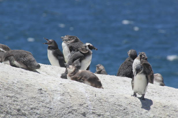 Der Afrikanische Pinguin (Spheniscus demersus) kommt an der Sdwestkste Afrikas in etablierten Kolonien auf 24 verschiedenen Inseln und Felsen vor der Kste Namibias und Sdafrikas vor. Whrend sie in diesem Verbreitungsgebiet brten, wurde ihr Vorkommen