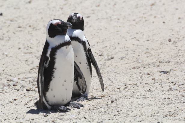 Beobachter werden reichlich belohnt, denn die Pinguine sind unendlich unterhaltsam. Ein Teil ihres Reizes besteht darin, dass sie sich leicht vermenschlichen lassen. Ihre schwarz-weien Abzeichen sind geradezu elegant und der nackte rosa Hautfleck (der ei