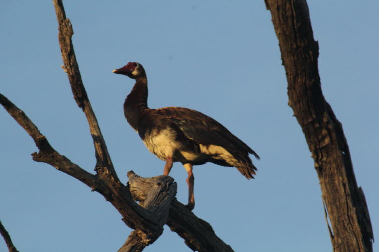 Die Sporngans (Plectropterus gambensis), auch bekannt als Sporengans, ist eine hochbeinige Glanzente, die in fast ganz Afrika verbreitet ist, mit Ausnahme von Nordafrika. Sporng�nse geh�ren zur selben Verwandtschaft wie die G�nse und Halbg�nse. Jedoch unt