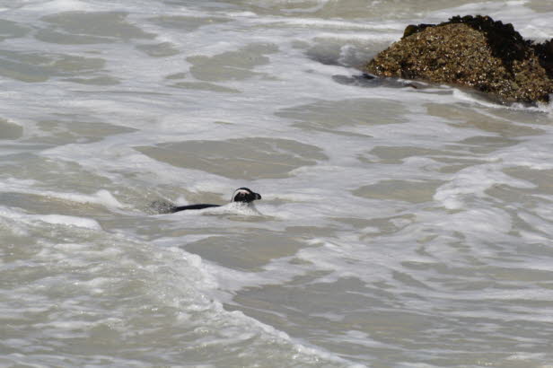 Doch so entzckend das Bild von Strnden voller Pinguine auch sein mag, die Wahrheit ist, dass den afrikanischen Pinguinen eine ernchternde Zukunft bevorsteht. Es wird angenommen, dass ihr Bestand nur 2 % des Bestands zu Beginn des 20. Jahrhunderts betr