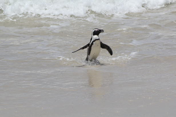 Im Jahr 2010 wurde die gesamte afrikanische Pinguinpopulation auf 55.000 geschtzt. Bei der Abnahmerate von 2000 bis 2010 wird erwartet, dass der afrikanische Pinguin bis 2026 in freier Wildbahn ausgestorben ist. 