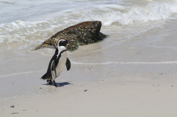 Zu Beginn des 19. Jahrhunderts gab es etwa 4 Millionen afrikanische Pinguine. Die Populationen der afrikanischen Pinguine, die in Namibia und Sdafrika brten, sind seit der vorindustriellen Zeit um 95 Prozent zurckgegangen. Heute ist ihre Brut weitgehen