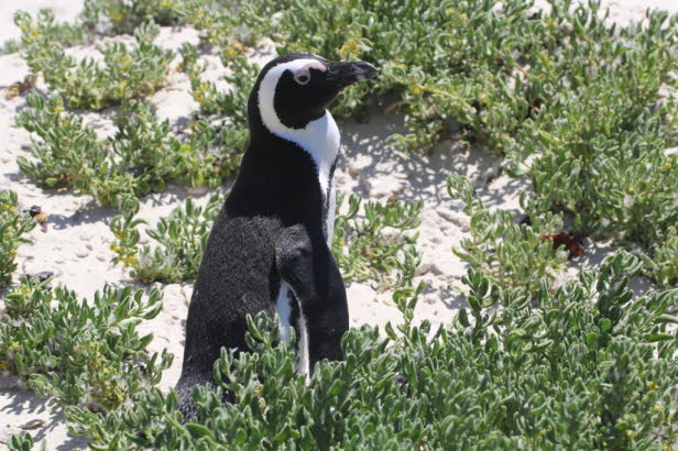Zwei Kolonien wurden in den 1980er Jahren von Pinguinen auf dem Festland in der Nhe von Kapstadt gegrndet , nmlich Boulders Beach bei Simon's Town und Stony Point in Betty's Bay . Festlandkolonien wurden wahrscheinlich erst in jngster Zeit aufgrund de