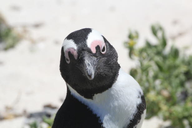 Er ist ein Verfolgungstaucher und ernhrt sich vor allem von Fischen und Tintenfischen. Einst extrem zahlreich, nimmt der Afrikanische Pinguin aufgrund einer Kombination mehrerer Bedrohungen rapide ab und wird als gefhrdet eingestuft .