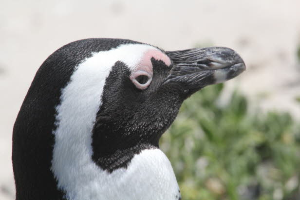 Wie alle noch lebenden Pinguine ist der Afrikanische Pinguin flugunfhig . Sie wiegen durchschnittlich 2,23,5 kg und sind 6070 cm gro. Sie haben markante rosa Hautflecken ber den Augen und eine schwarze Gesichtsmaske. Die Krperoberteile sind schwarz 