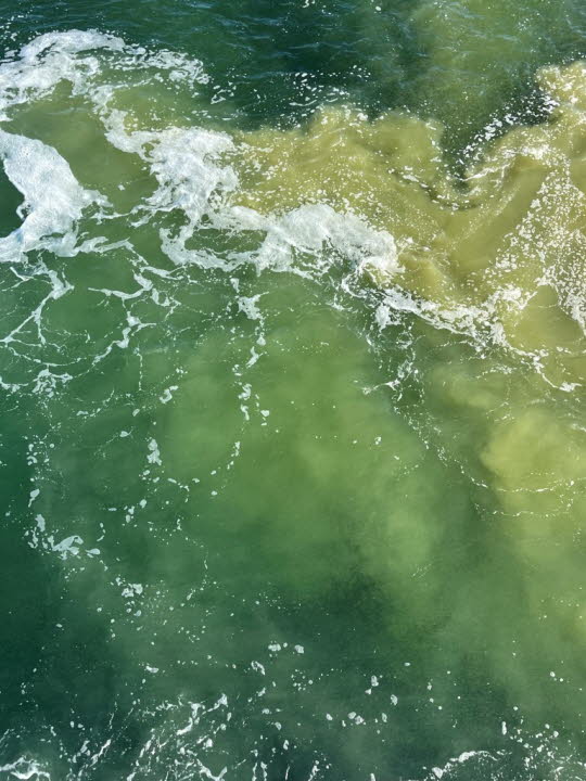 Blaualgen in der Ostsee