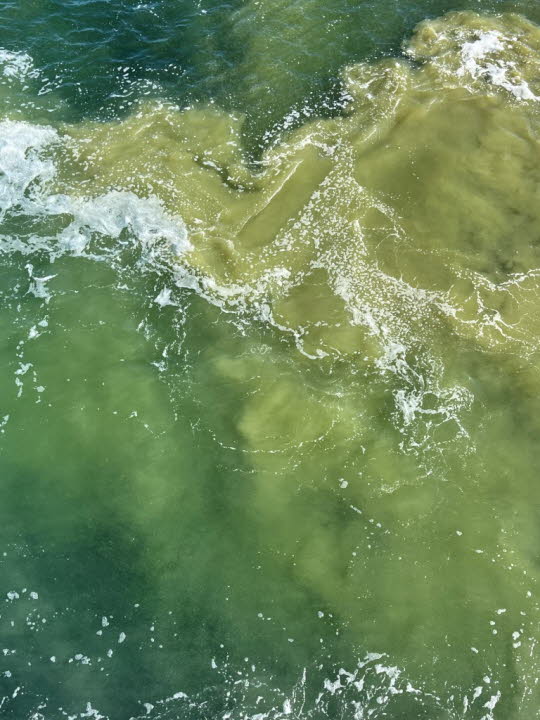 Blaualgen in der Ostsee