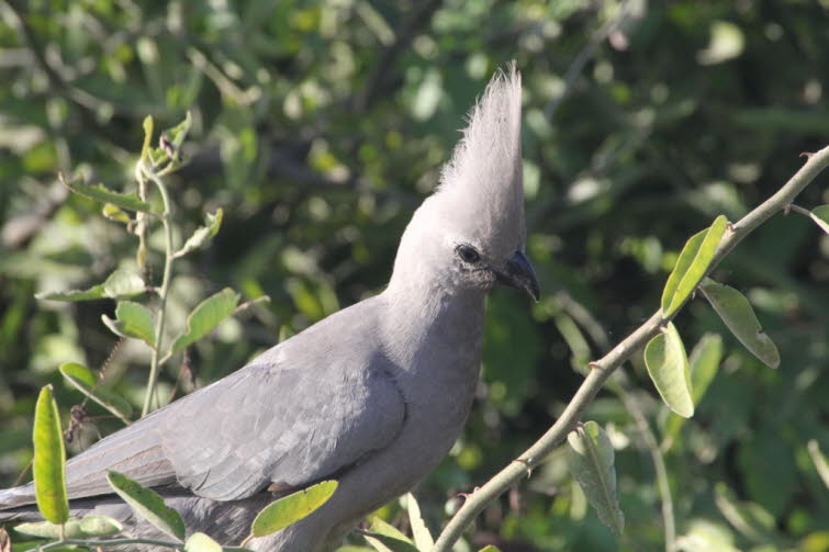 Grauer Go-away-Vogel: Graul�rmvogel: Ungew�hnlicher grauer Turaco mit langem Schwanz und hoch aufragendem Kamm. Der Flug ist z�gerlich und der Schwanz flattert auf und ab. Meist in kleinen Gruppen, die sich oft auff�llig auf B�umen und B�schen niederlasse