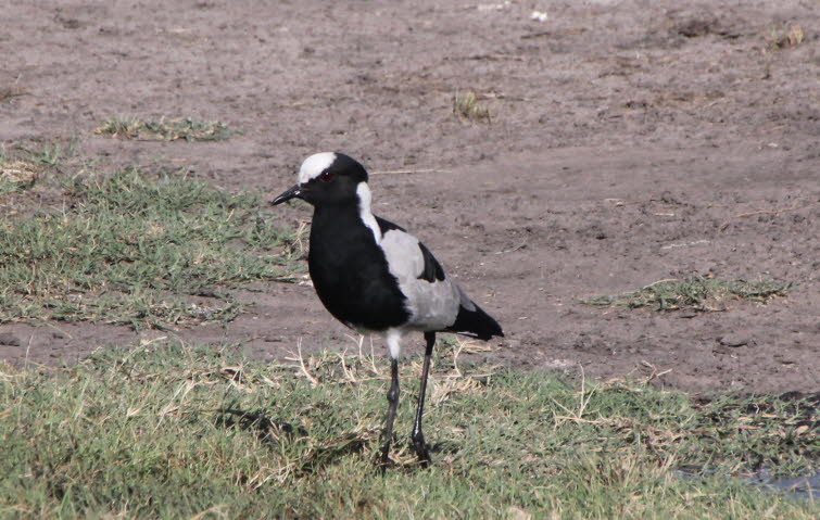 Langzehenibis: Gro�er, langbeiniger Hochland-K�stenvogel. Auff�llig gezeichnet durch wei�es Gesicht und wei�e Kehle, eingerahmt von einem schwarzen Nacken- und Brustband. Im s�dlichen Teil des Verbreitungsgebiets ist der Fl�gel �berwiegend wei� mit einem 
