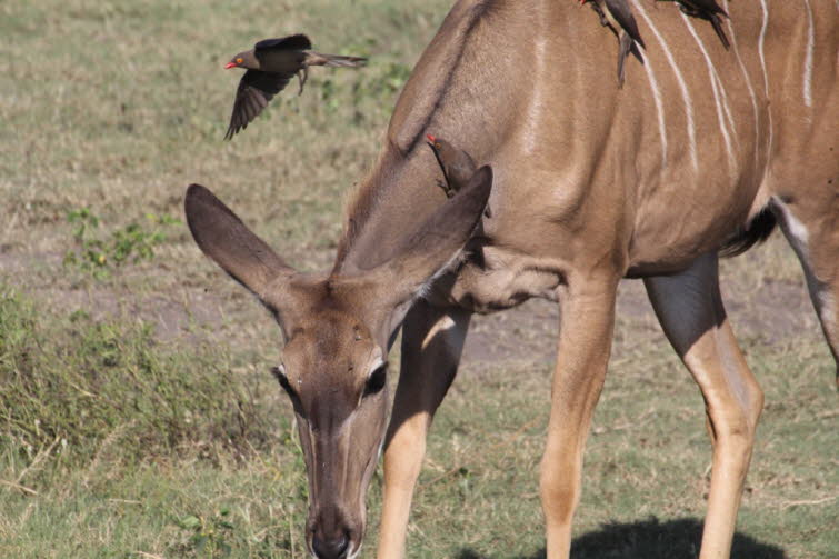 Es existieren die h�ufigen Rotschnabel-Madenhacker (Buphagus erythrorhynchus) sowie die seltenen Gelbschnabel-Madenhacker (Buphagus africanus). Beide ern�hren sich haupts�chlich von Zecken, aber auch von anderen Insekten und deren Larven. In der Vergangen