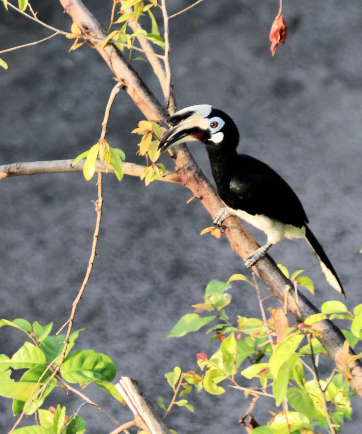 Aussehen: Der Orienthornvogel ist ein mittelgro�er, schwarz-wei�er Nashornvogel mit einem gro�en, blassgelben Schnabel und einem Helm, der bei M�nnchen gr��er ist als bei Weibchen. Er hat ein wei�es Gesichtsfleckchen, einen wei�en Bauch, wei�e Fl�gelr�nde