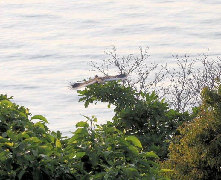 Verhalten: Die V�gel sind gesellig, oft in Paaren oder kleinen Gruppen unterwegs, und ern�hren sich haupts�chlich von Fr�chten, fressen aber auch kleine Tiere wie Insekten und Reptilien.