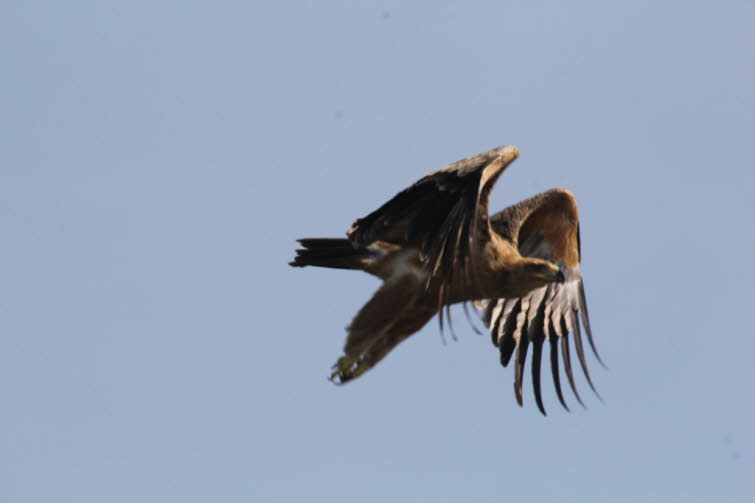 Steinadler sind meist allein oder paarweise anzutreffen. Sie schweben oder gleiten typischerweise mit leicht V-f�rmig angehobenen Fl�geln und fingerartig ausgebreiteten Fl�gelspitzen. Sie erbeuten Beute am oder in Bodenn�he, indem sie schweben, tief �ber 