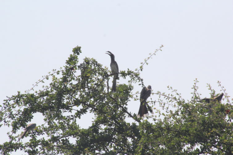 Der Afrikanische Rattenhornvogel (Lophoceros fasciatus) ist ein Vogel aus der Familie der Nashornv�gel, einer Familie tropischer Sperlingsv�gel, die in der Alten Welt vorkommen. Der Trauerschnabelvogel ist in weiten Teilen �quatorialafrikas, von Gambia bi