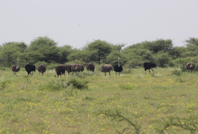 Bei Auseinandersetzungen innerhalb der Gruppe zeigen die Tiere typische Drohgebrden: Sie stellen ihre Flgel und Schwanzfedern auf und strecken ihren Hals hoch. Wenn ein Vogel sich dem ranghheren Tier ergibt, biegt er seinen Hals u-frmig und senkt den 