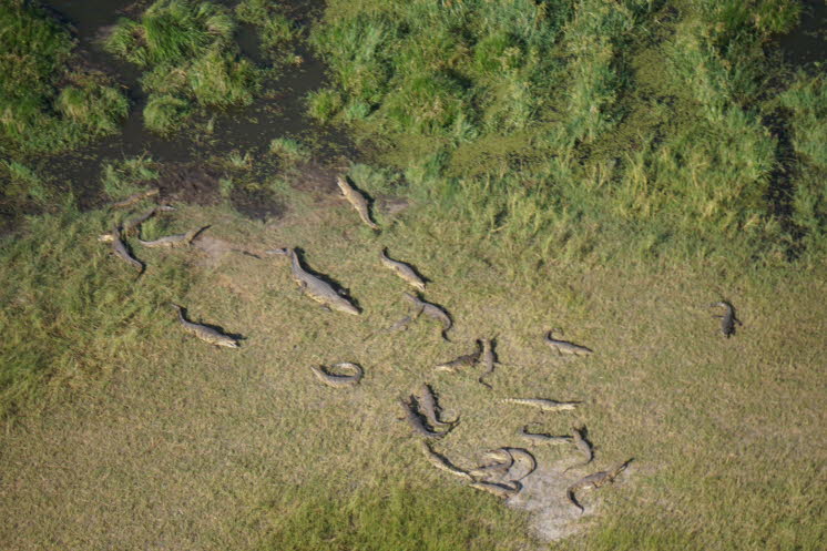 Nilkrokodile