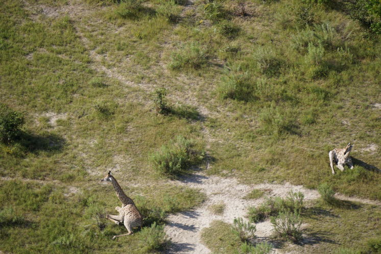 Die Rast der Giraffen