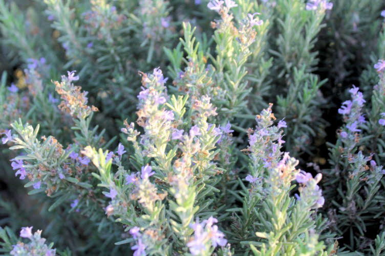 Rosmarin (Salvia rosmarinus) oder Ysop (Hyssopus officinalis)