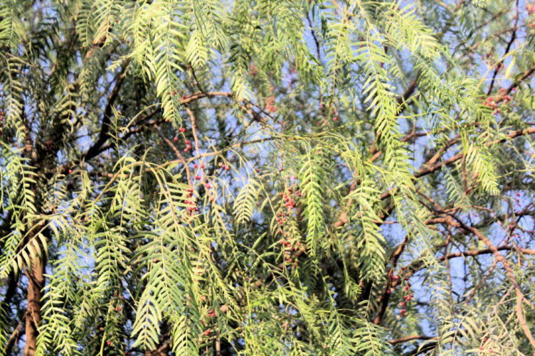 Peruanischer Pfefferbaum