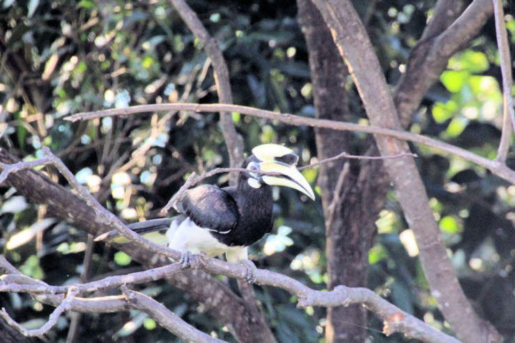 Brutverhalten: Hornv�gel sind H�hlenbr�ter. Das Weibchen mauert sich zur Eiablage in einer Baumh�hle ein, wobei nur ein kleiner Spalt offen bleibt, durch den das M�nnchen sie und sp�ter die K�ken f�ttert.