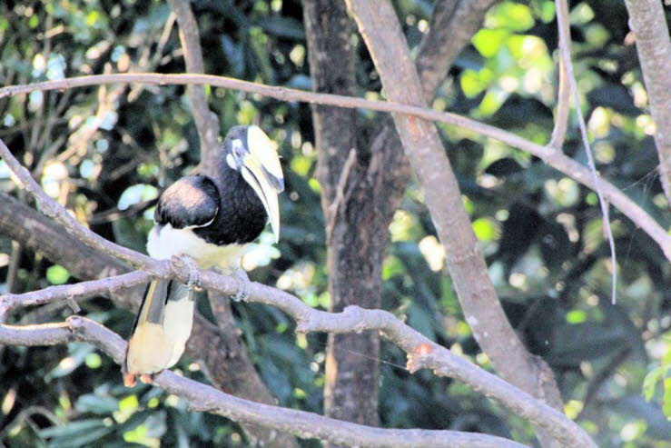 Status: Die Art gilt aufgrund ihres gro�en Verbreitungsgebiets und ihrer Anpassungsf�higkeit an ver�nderte Lebensr�ume als �nicht gef�hrdet� (Least Concern).�