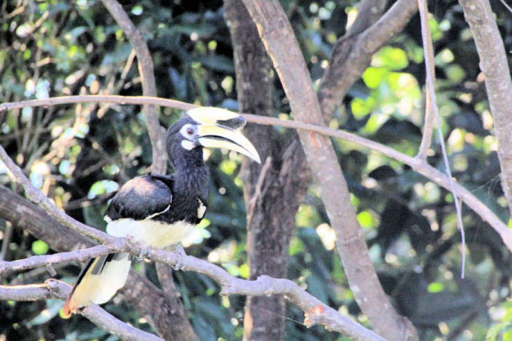 Abh�ngigkeit: Das Weibchen ist w�hrend dieser Zeit, die mehrere Monate dauert (durchschnittlich 85-90 Tage in Thailand), vollst�ndig vom M�nnchen abh�ngig, das die gesamte Familie versorgt.
